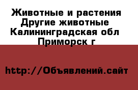 Животные и растения Другие животные. Калининградская обл.,Приморск г.